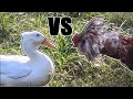 Rooster vs. Duck  Fight | ULTIMATE SHOWDOWN 🐓🦆