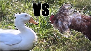 Rooster vs. Duck  Fight | ULTIMATE SHOWDOWN 🐓🦆