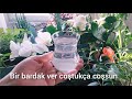 Çiçeklerine bir bardak ver coşsun 💯 mum ve diğer çiçeklerim 🌹mum çiçeğine vitamin ne verilir