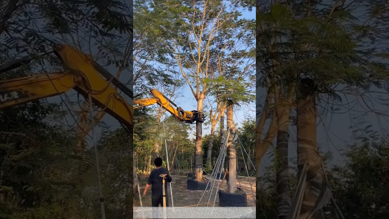 Tree seedling topping – good tools and machinery improve work efficiency.