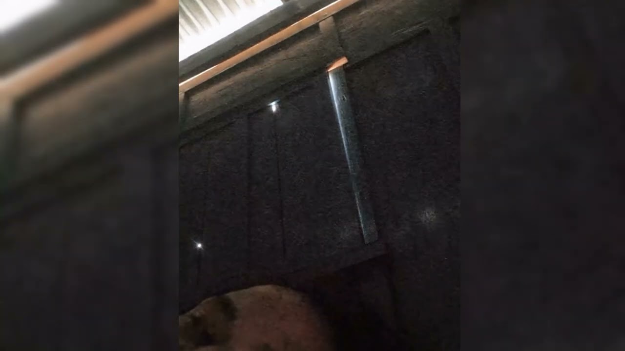 Don't Be Surprised! This Is What Happens When Cats Mate