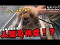 【初来店】人間恐怖症になってしまったトイプードルの噛み犬トリミング!!