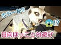 ﾐｰｱｷｬｯﾄ　めちゃカワ❤️大好きな日向ぼっこ&外遊びへGO♪