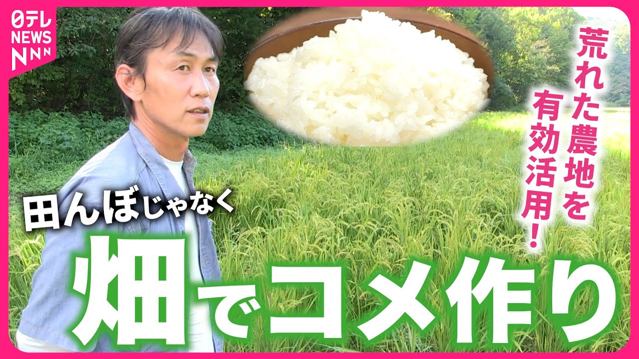 【米作り】田んぼ不要 !? 畑で育てる