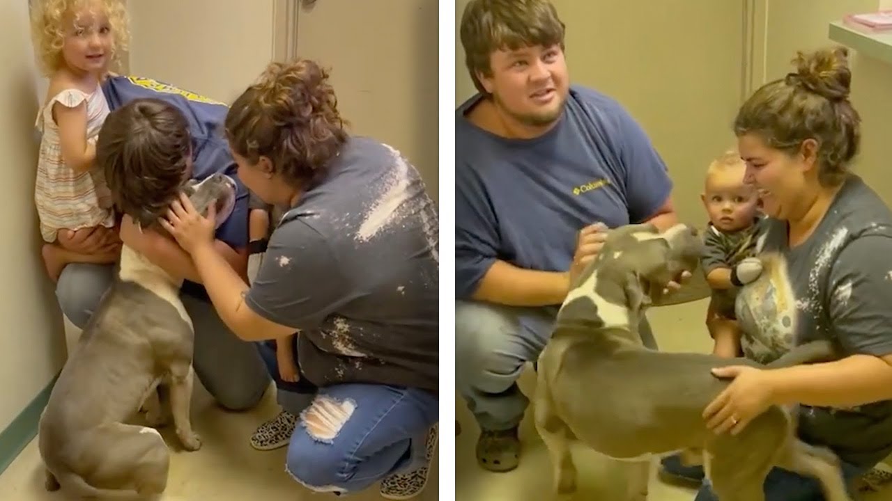 Dog Reunited With Family After Almost A Year Of Being Missing - YouTube
