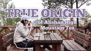 tea tasting at shizhuo 🍵 home of taiwan alishan high mountain tea by Adventures of Awkward Amy 532 views 9 months ago 14 minutes, 2 seconds