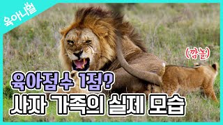 [육아니멀] 😂현웃주의😂 동물의 왕 수사자에게 이런 모습이...?｜The Real life of a family of Lions