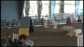 Shylo's FAST run @ Sheltie Club Show 4-3-10