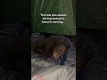 He didn’t have to rip the tent… #wholesome #animals thumbnail