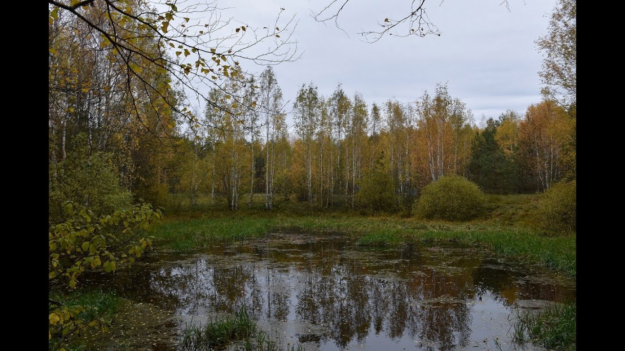 "ТУЧА КРУЖЕВО В РОЩЕ СВЯЗАЛА"... (Фото Геннадия Володина (Рязань ...