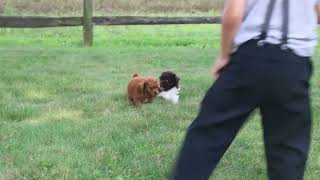 Mini Poodle Puppies For Sale