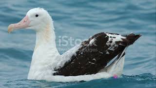 Albatrosses Navigating The Path