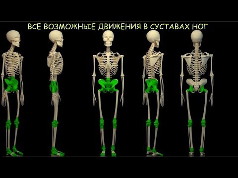 Видео: Какой функциональный класс(ы) суставов) позволяет) двигаться?