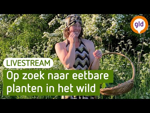 Video: Vlierbloesemoogstgids: leer hoe en wanneer je vlierbloesem moet plukken