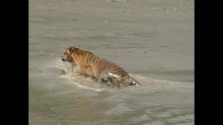 Release of Royal Bengal tiger at Sundarban, Sundarban TV
