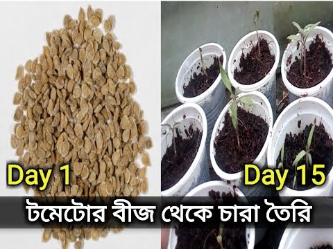 ভিডিও: কীভাবে টমেটো চারা গজাবেন