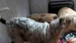DOG on zing zing ZINGAT song