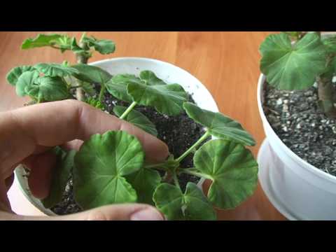 Video: Slavni Pelargonij. Raste