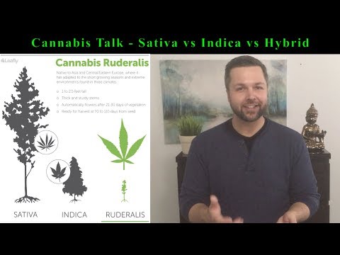 Video: Instrumentele Genetice Au Eliminat Concepțiile Greșite Privind Fiabilitatea Tulpinilor în Cannabis Sativa: Implicații Pentru O Industrie în Devenire