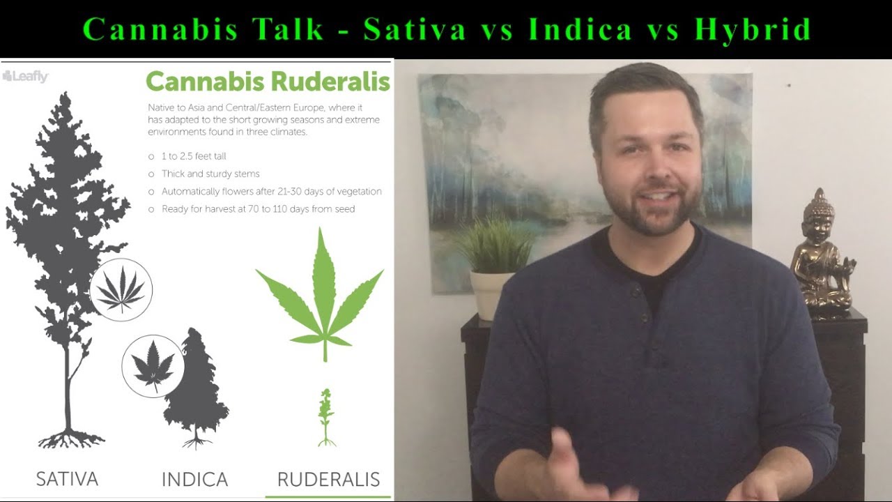 The TRUE DIFFERENCE Between a Cannabis Sativa, Indica, and Hybrid Plant