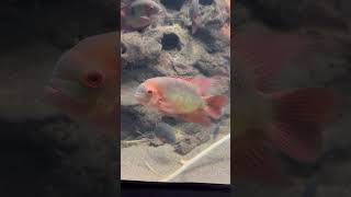 Chocolate Cichlids in a Massive Tank!