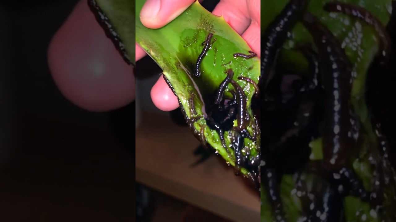 The Truth about Aloe Vera (ASMR)