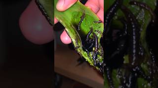The Truth about Aloe Vera (ASMR)