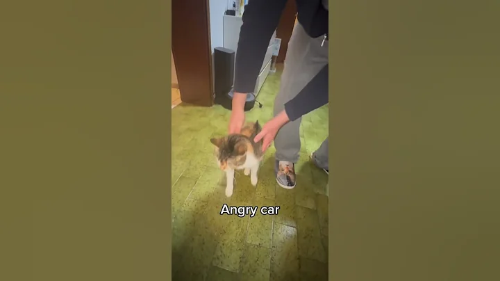 Watch the video about Never in my 9 lives #shorts #cat