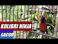 Konin Damer Gacor Nembak Bongkar Isian Mp3 - Mp4 Download