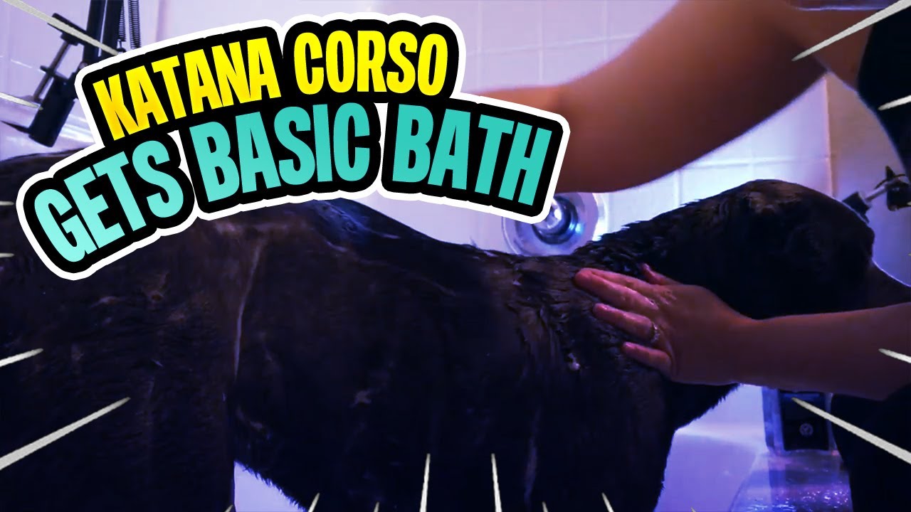 Cane Corso Dog 101 | Giving  Cane Corso A Bath | Bathing Weekly Cane Corso