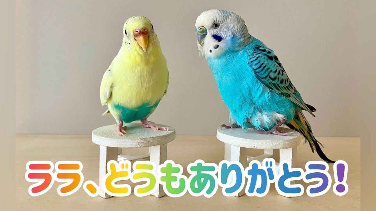 セキセイインコのメルとララ。ララ、どうもありがとう！~Thank you so much, Rara a budgie!~