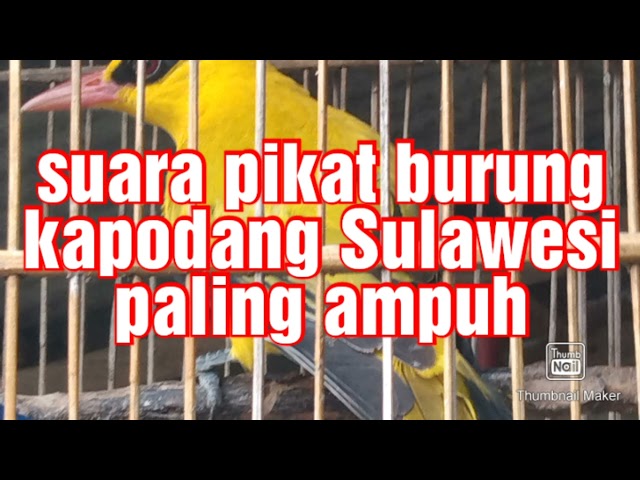 suara pikat burung kapodang Sulawesi paling ampuh class=