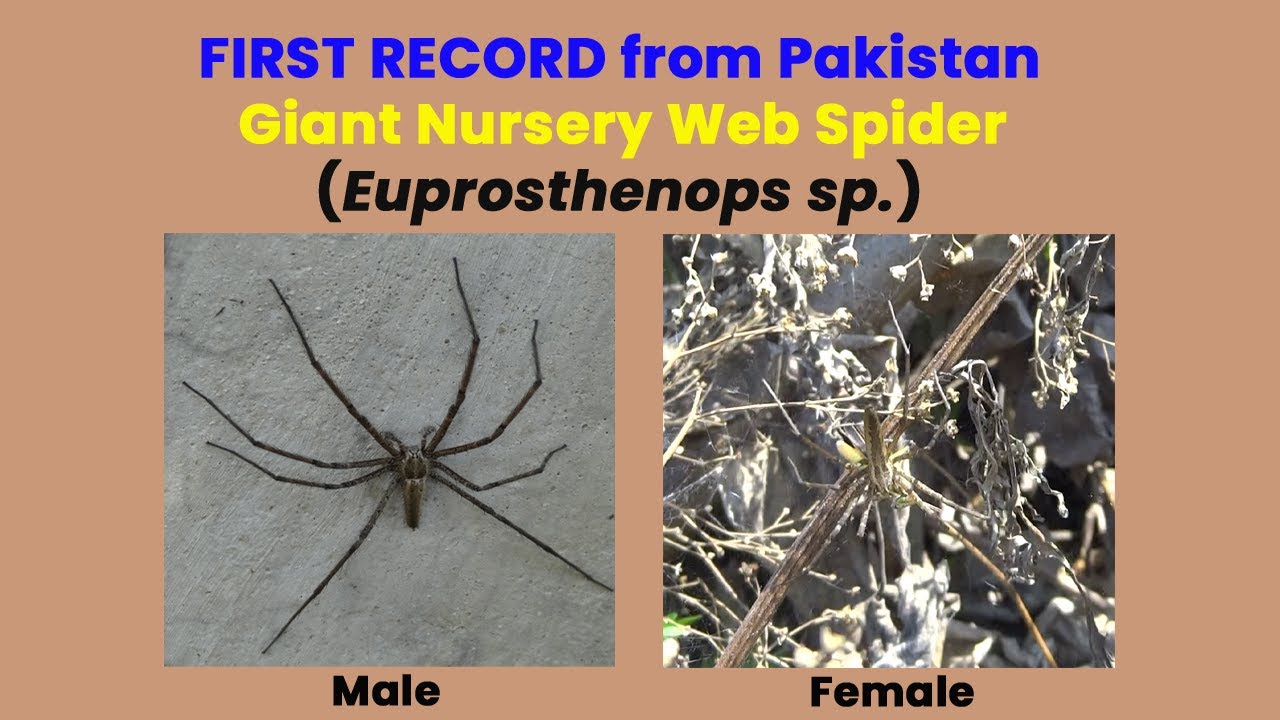 First Verified Record of a Giant Nursery Web Spider (Euprosthenops sp.) from Pakistan