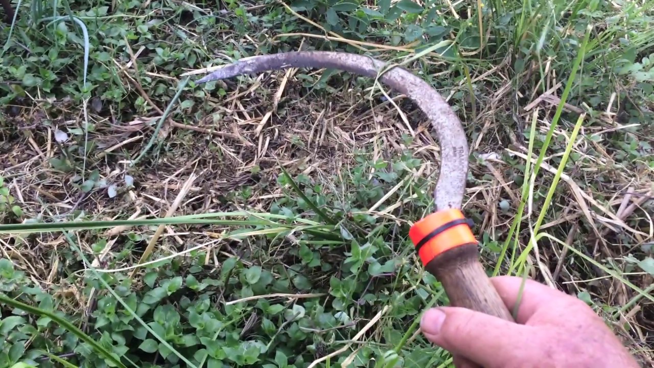 Weeding Around Vetiver  Grass Using a Sickle