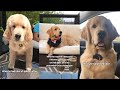 All The Times My Golden Puppy Melted My heart