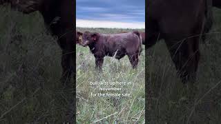 JSF Outback 105N - $320,000 World Record Top Selling Shorthorn Bull
