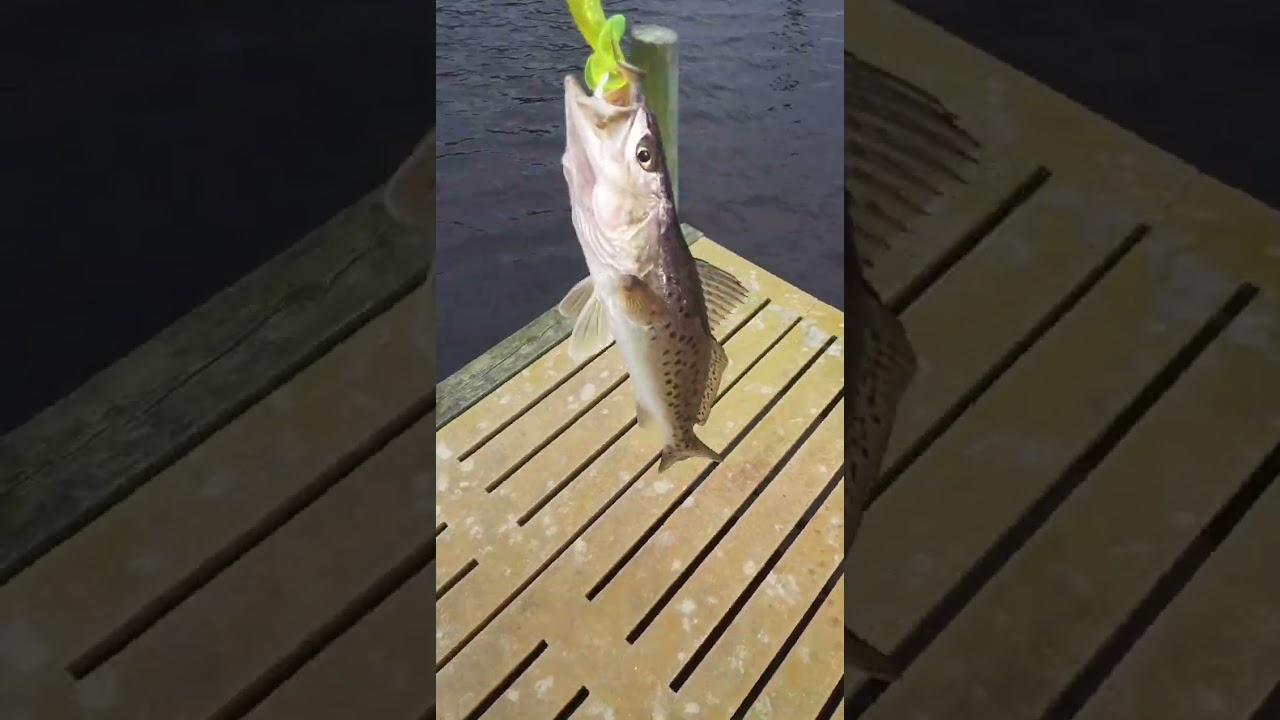 Fishing off the B&B dock