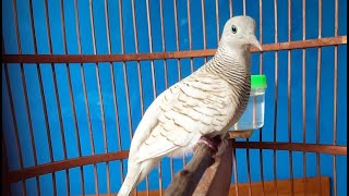Suara Burung Perkutut Katuranggan Udan Mas (PERKUTUT UDAN EMAS)
