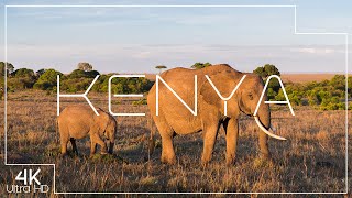 🐘 Stunning Kenya Nature &amp; Wildlife in 4K