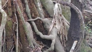 Find 1st Bigfoot seats at Nest Structure