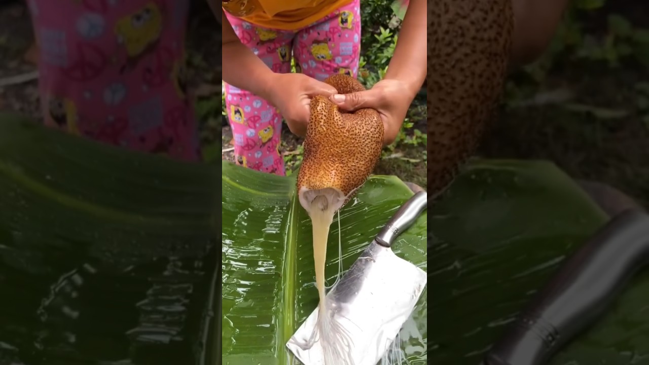 Oddly Satisfying: Cutting a GIANT Sea Cucumber