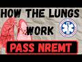 Respiratory System Physiology Explained!