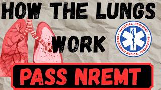 Respiratory System Physiology Explained