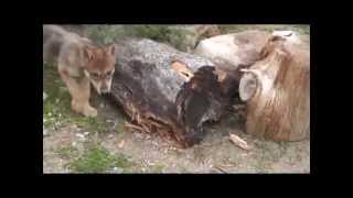 WC Video - 21 May 2012 - Peanut's Situation and Fire Threat