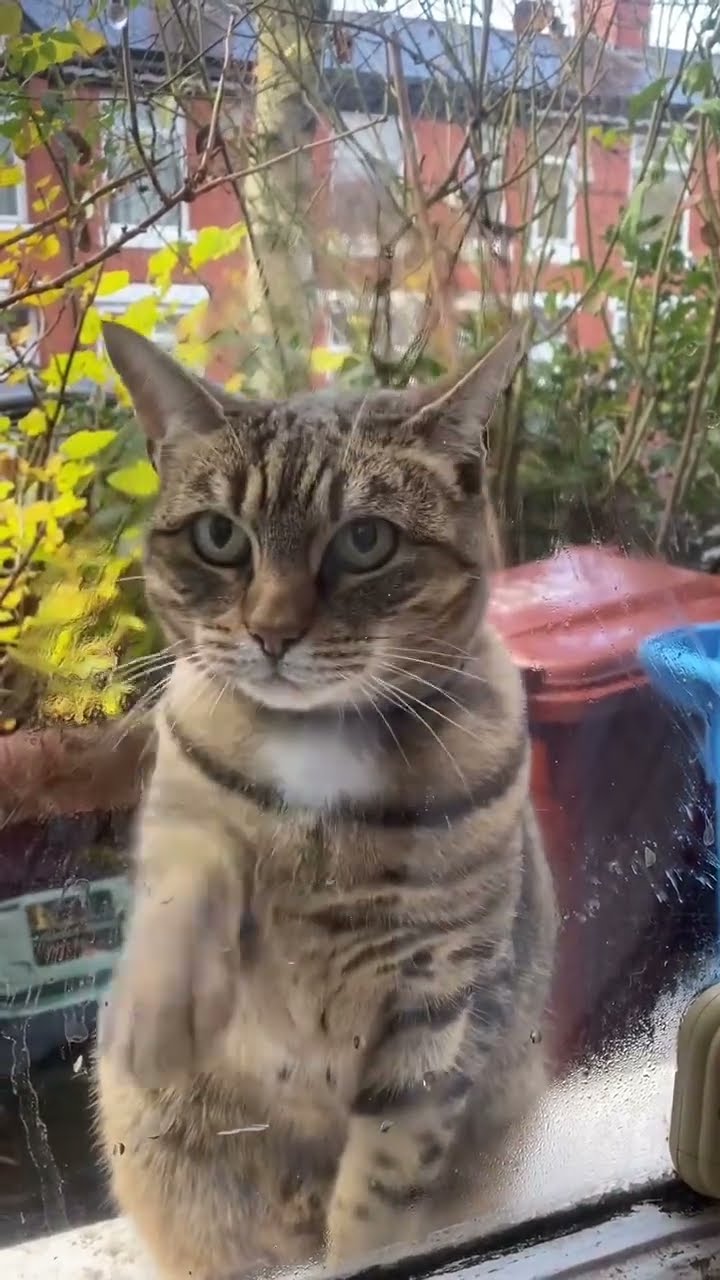 Top des vidéos très mignon ♥️ ❄️ ♥️ ❄️ ♥️