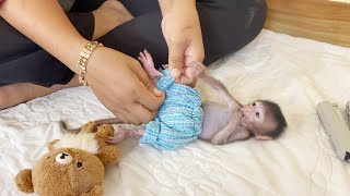 Adorable Baby Shiba Very Quietly Sleep Let Mom Wearing Cute Short For Him