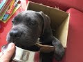 Dog Elevated Feed for Megaesophagus Pneumonia Dog Elevated Feed for Megaesophagus Pneumonia
