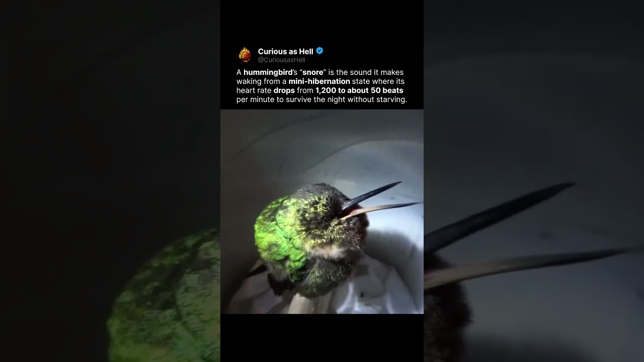 Why Hummingbirds “Snore” at Night 😴