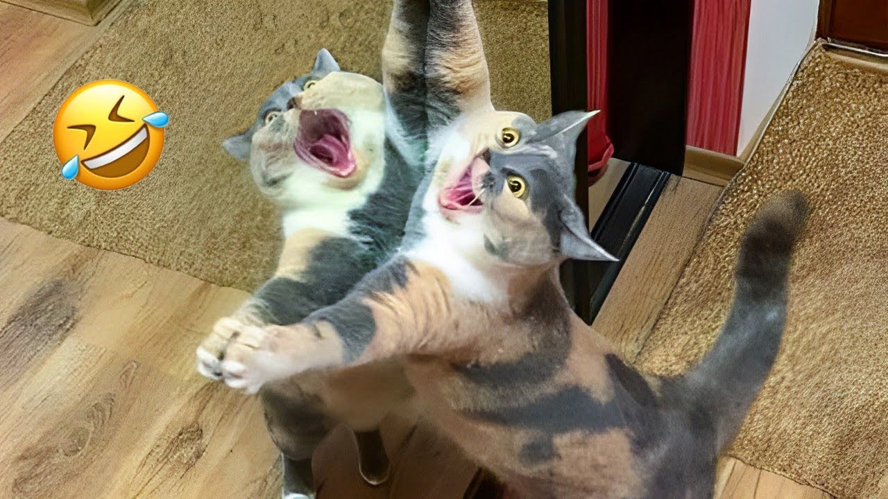 Hilarious Dogs and Cats Compilation That Will Make Your Day - YouTube
