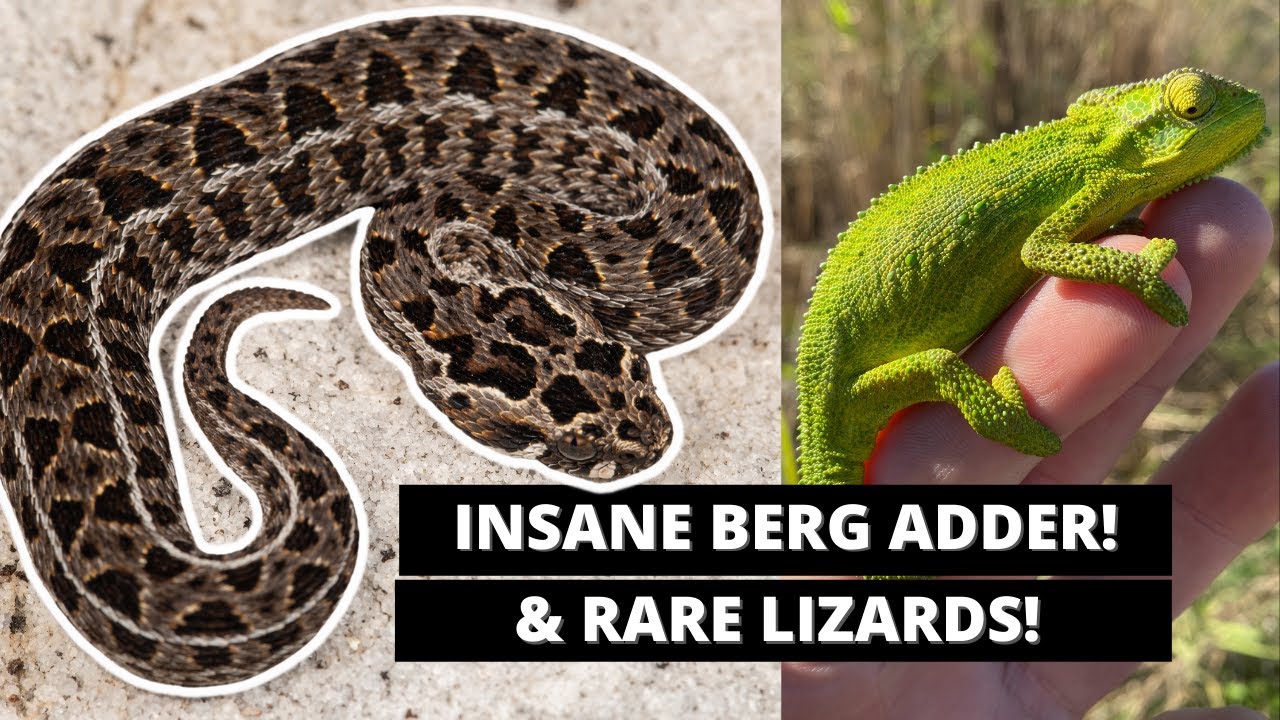 BERG ADDER! RARE LIZARDS AND MORE! YouTube
